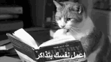 mídia paga gato lendo livro gif leitura